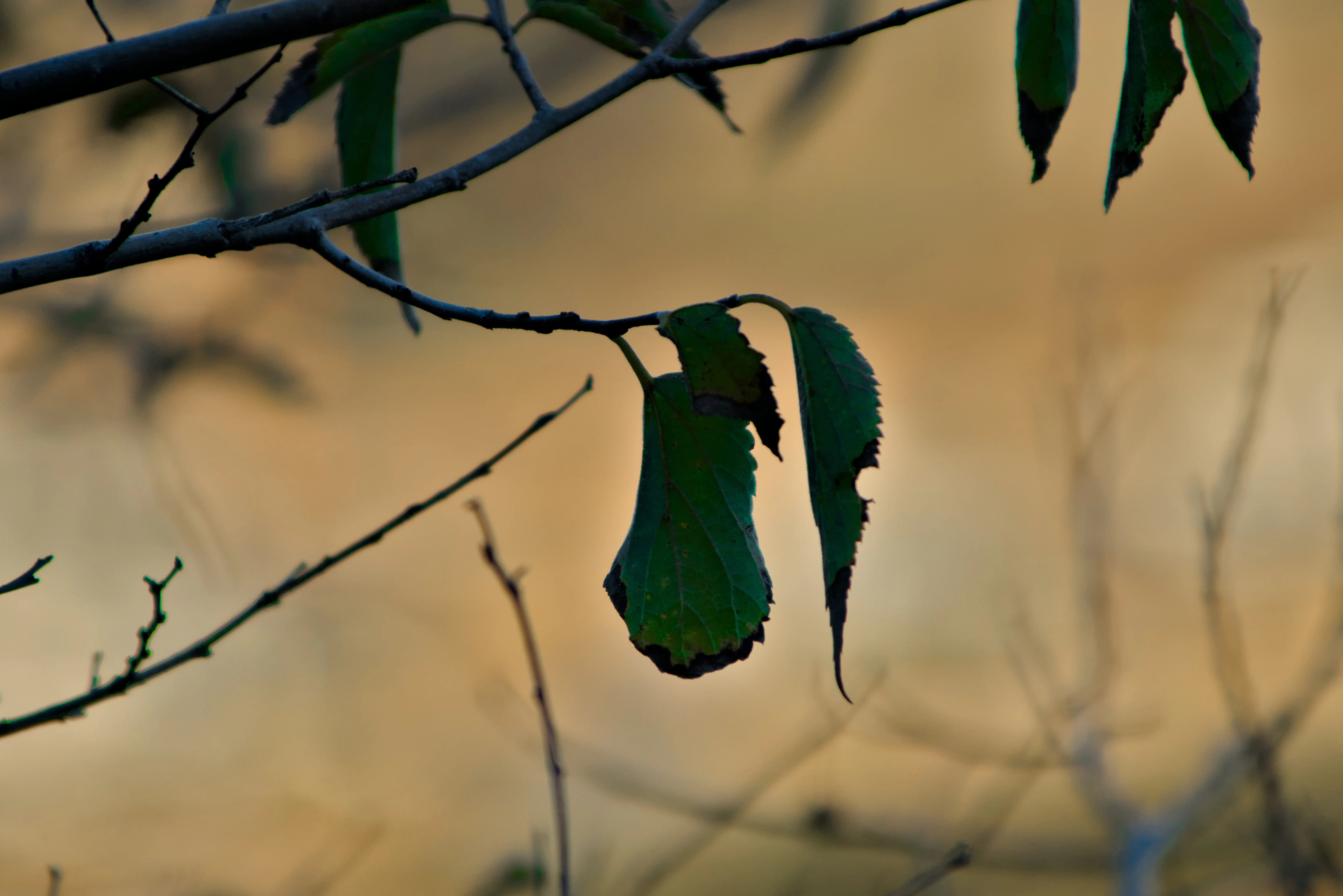 Tamron 28-300mm F3.5-6.3 (EF) - _I4A5287.webp